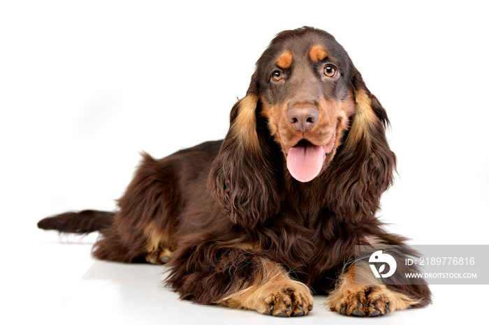 Studio shot of an adorable English Cocker Spaniel