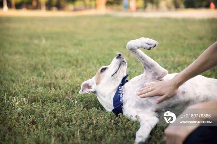 Woman rubbing dogs belly