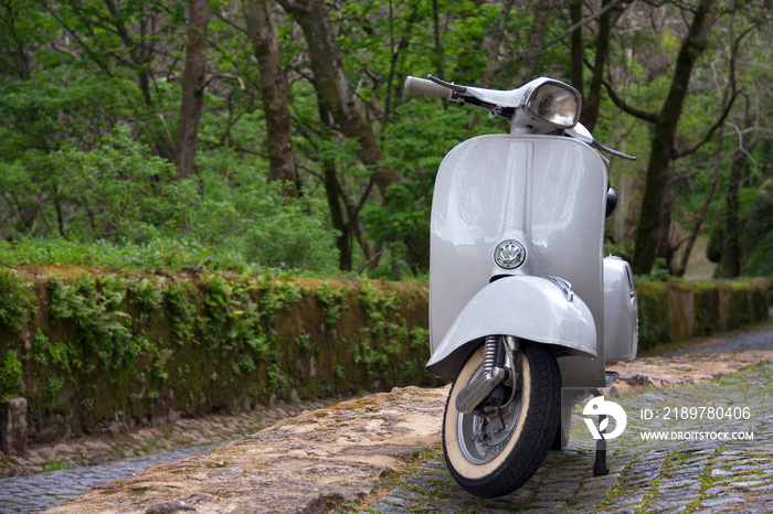 Motocicleta gris claro aparcada en bonito bosque