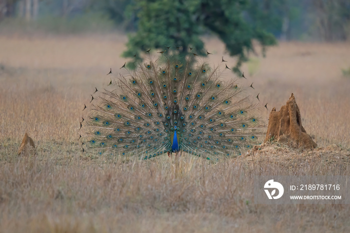 Indian peafowl (Pavo cristatus), also known as the common peafowl, fans his tail to impress on an op