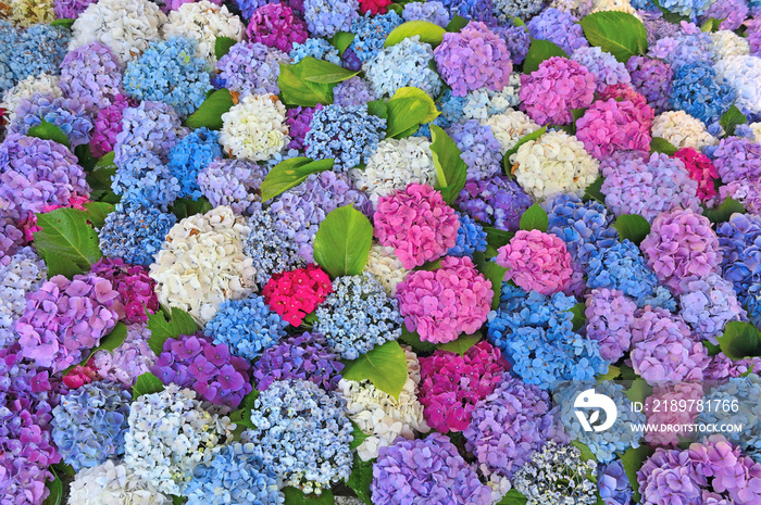 太宰府天満宮の花手水紫陽花