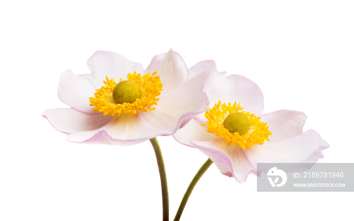 anemones flowers isolated