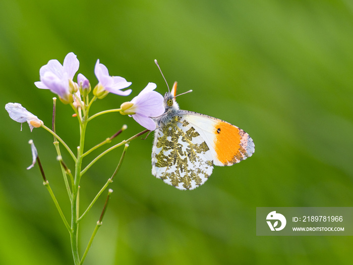 Male European Orange Tip Butterfly (Anthocharis cardamines)