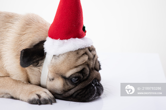 无聊可爱的小狗戴着圣诞老人帽，独自在灰色背景下度过悲伤的圣诞节，悲伤的Ch