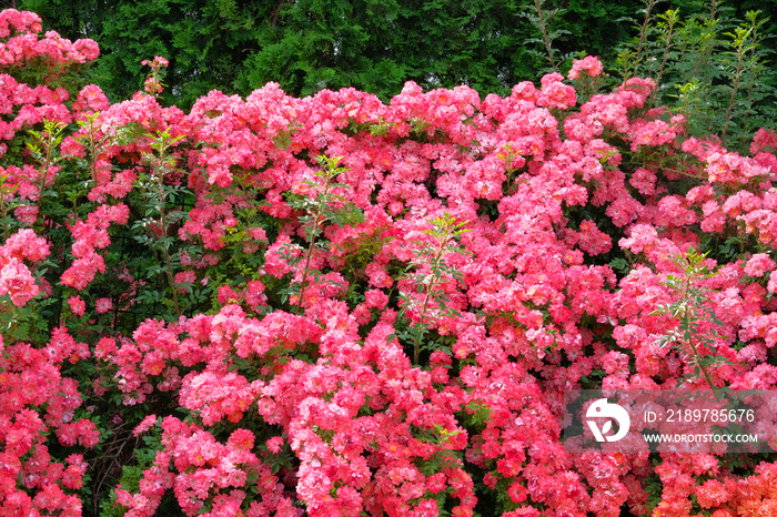 Background of bouquet of pink blooming rose bush. Bulgarian aromatic rose valley.