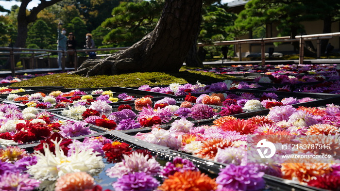 水に浮かぶ花