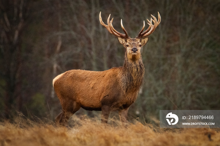 Deer ( Cervus Elaphus ) In The Natural Habitat,