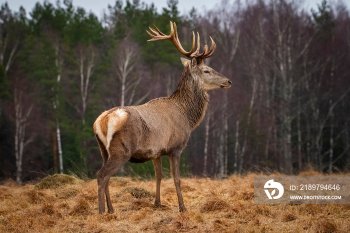 Deer ( Cervus Elaphus ) In The Natural Habitat,