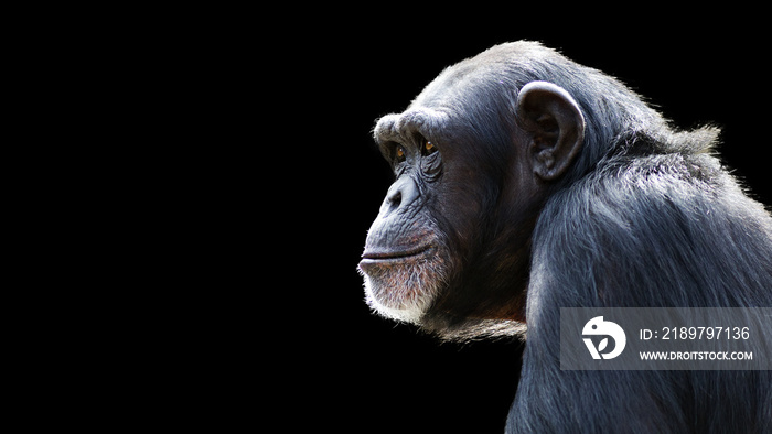 黑色背景下一只做白日梦的黑猩猩的特写肖像