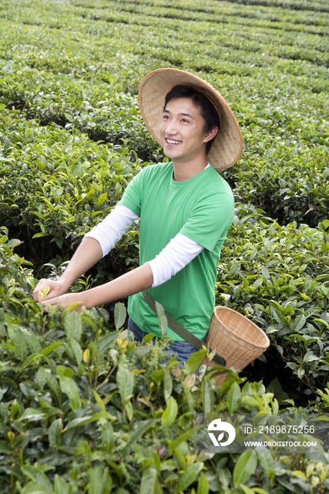 青年男子在茶园采茶