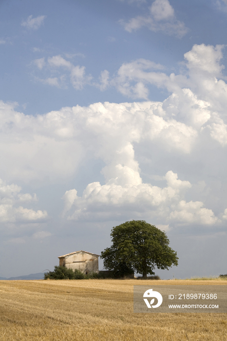 France, Provence, Valensole, Countryside