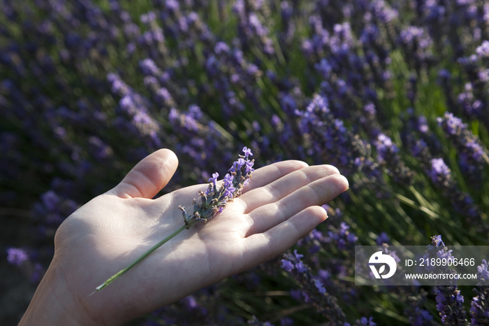 Woman hands holding lavender 