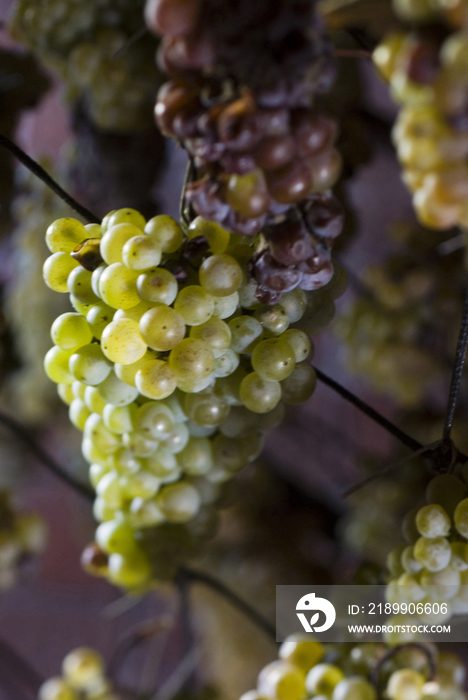 Italy TuscanyGrapes drying in the Vinsantiera