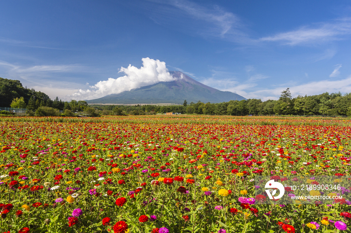 Flowers Garden in Foreground of Mount Fuji,Fujinomiya,Shizuoka,Japan