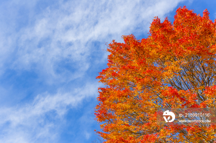 Autumn leaves and blue sky