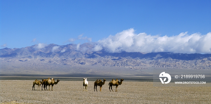 青海省冷湖边的骆驼