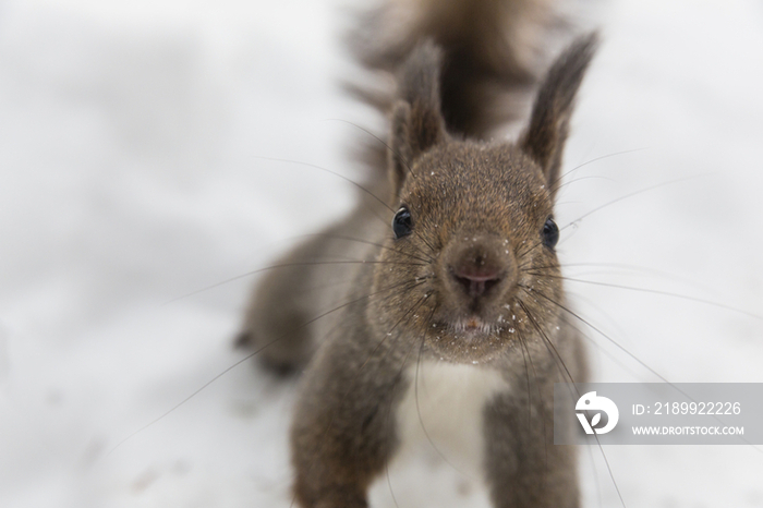 Hokkaido Squirrel (Ezorisu) on the Snow,Hokkaido,Japan