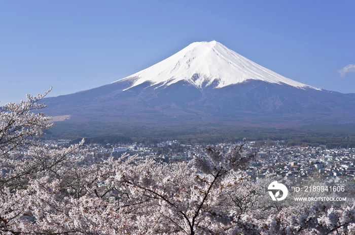 Cherry Blossoms and Mount Fuji, Japan