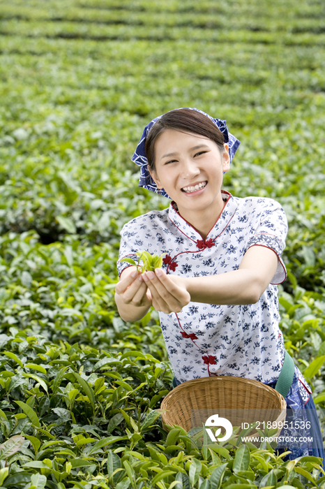 采茶女在茶园采茶