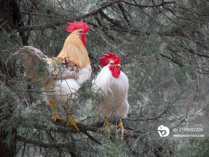 两只公鸡在树上