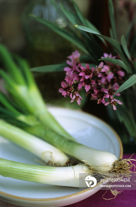 Spring onion