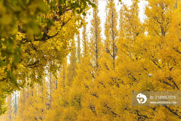 Gingko trees in Jingu, Tokyo, Japan