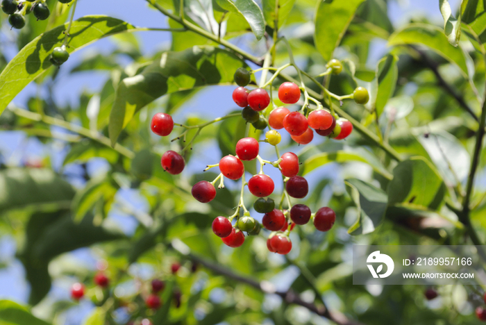 Tree with red fruit