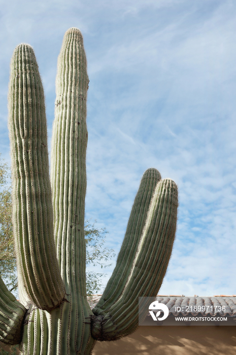 Close-up of a cactus plant against house and sky; Scottsdale; USA