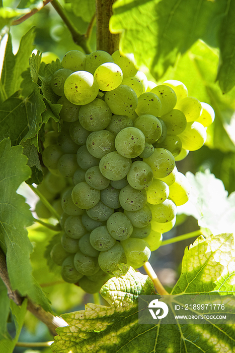 Grapes at vineyard