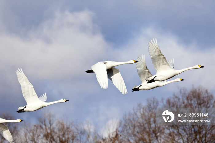 Birds Flying in the Sky