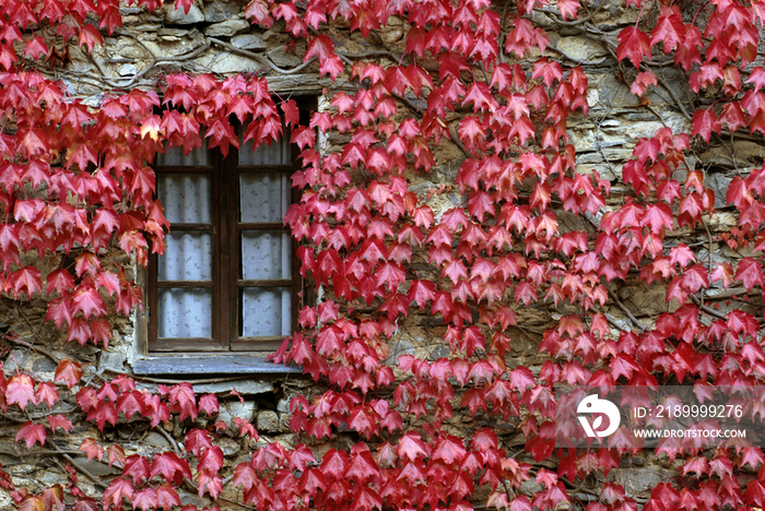 Italy, Liguria, Triora, ivy on house facade 