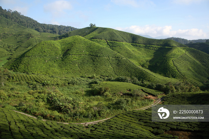 View of Boh Tea Plantation in Cameron Highlands, Malaysia