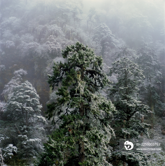 雪景树