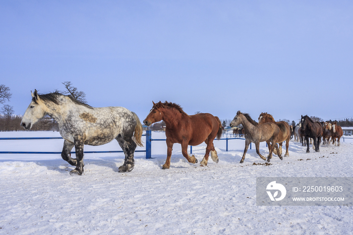 Horses running on snow