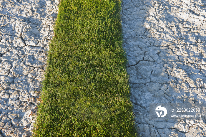 Strip of Grass on Dried Mud