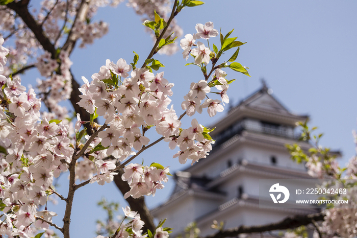 Tsurugajo Castle and cherry trees,Fukushima,Japan