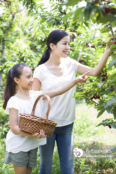 年轻母女在果园采摘樱桃