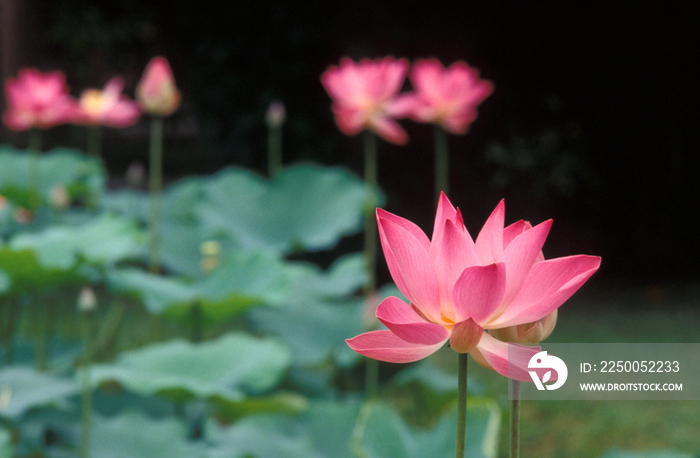 Tropical plant, lotus