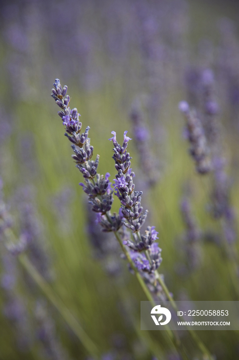 France, Provence, Lavender Fields