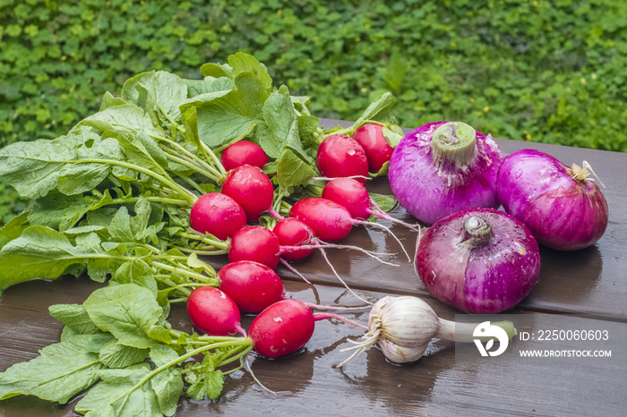 Harvested Vegetables