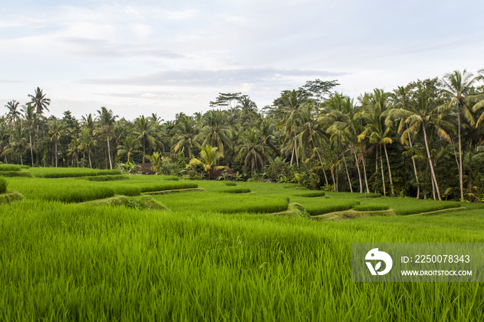 Bali,Indonesia