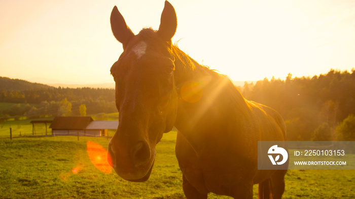 PORTRAIT: Cute shot of a playful brown horse looking at the camera at sunset.