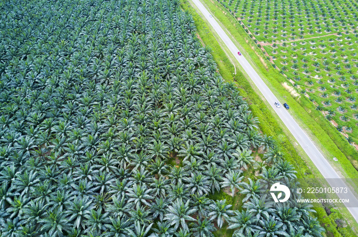 亚洲东部油棕种植园的Arial视图