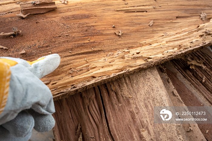 Background image Traces of wood that is eaten by termites, harms the wood by termites, wooden backgr