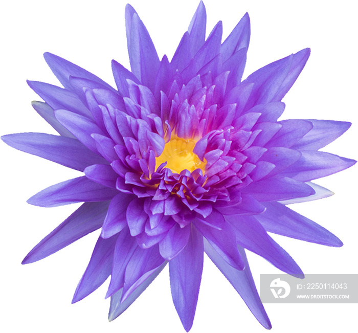 紫莲花单瓣隔离