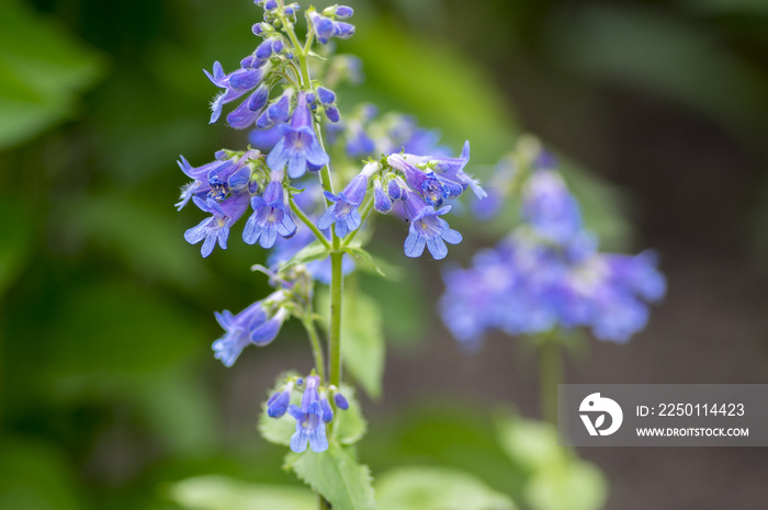 Penstemon ovatus blue beardtongue开花，热带开花植物