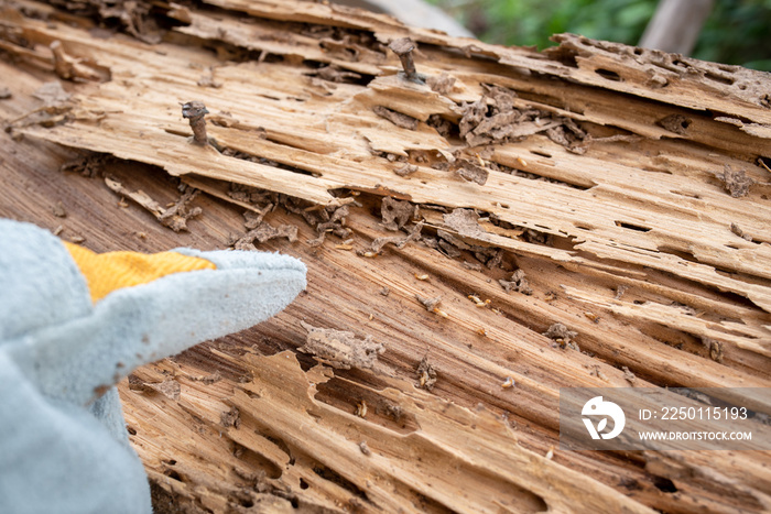 背景图像被白蚁吃掉的木材痕迹，白蚁对木材的伤害，木质背景
