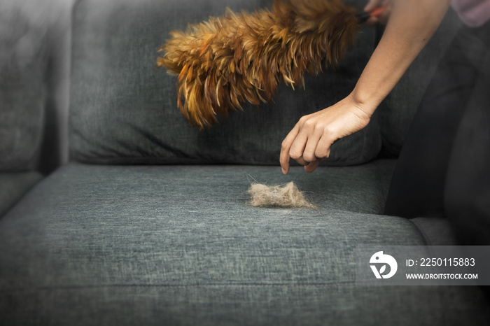 Housework concept : The hand of a maid Feather duster cleaning sofa with cats fur and dirty dust to