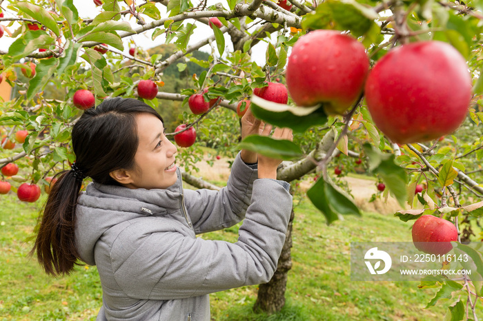 女人在农场摘苹果