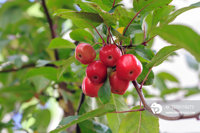 Plumleaf螃蟹苹果树。Malus prunifolia or Chinese crabapple